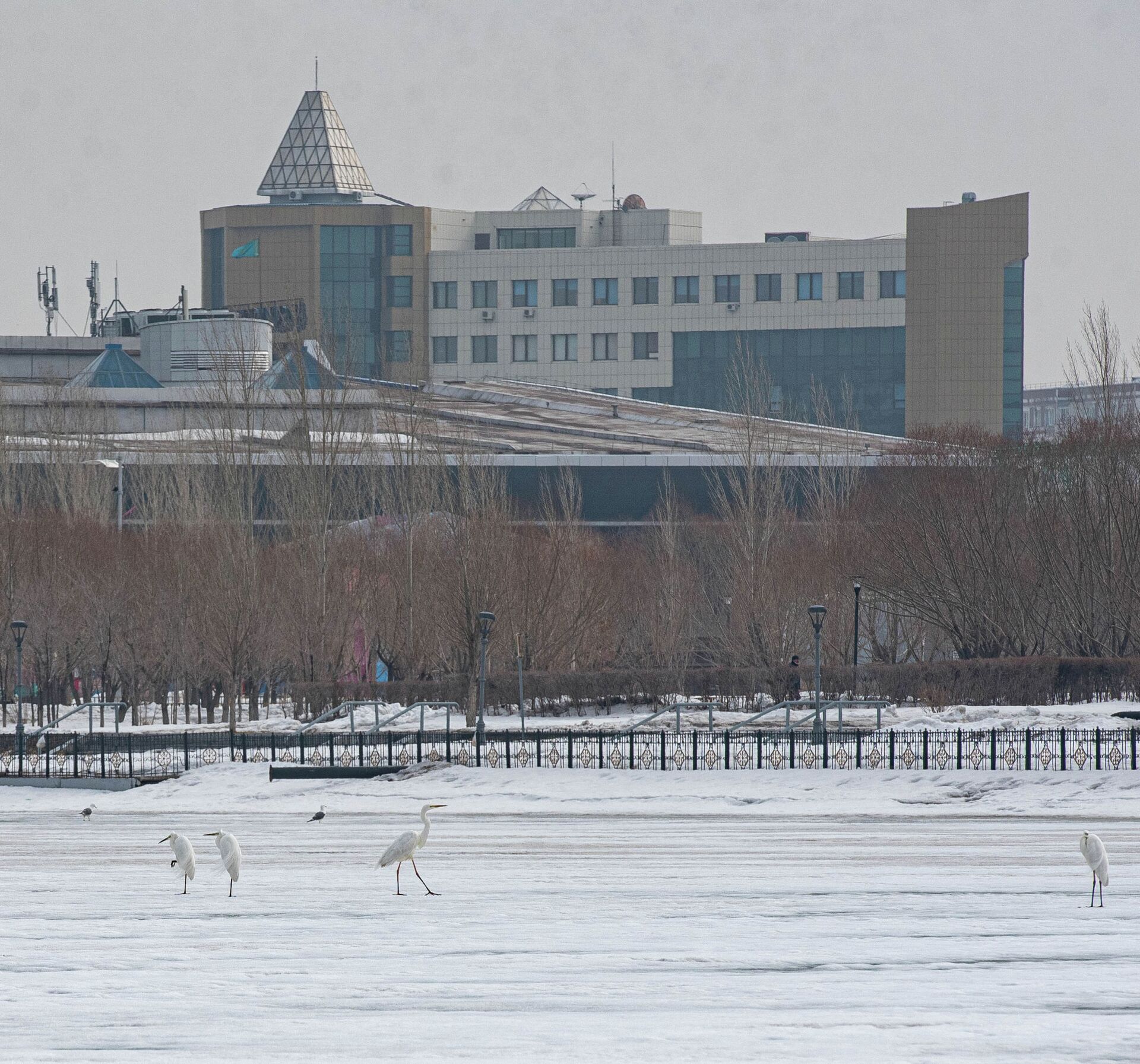 Большие белые цапли прогуливались по льду в столице - фотофакт - Sputnik Казахстан, 1920, 07.04.2021