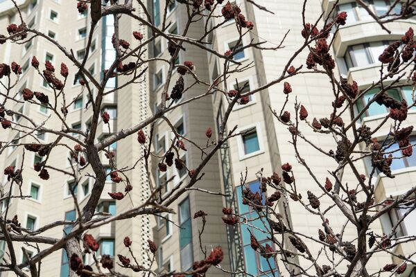 Весна в Алматы - Sputnik Қазақстан