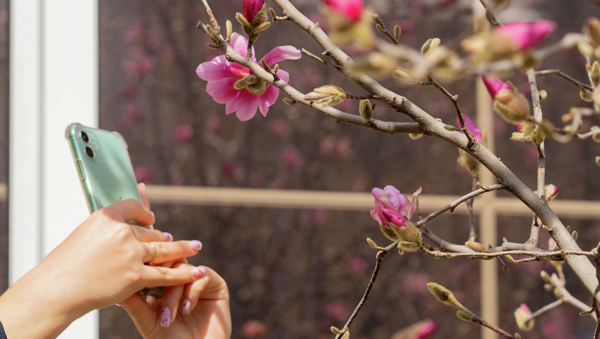 Весна в Алматы. Расцвели Магнолии Весна в Алматы. Расцвели Магнолии - Sputnik Казахстан, 1920, 13.05.2021