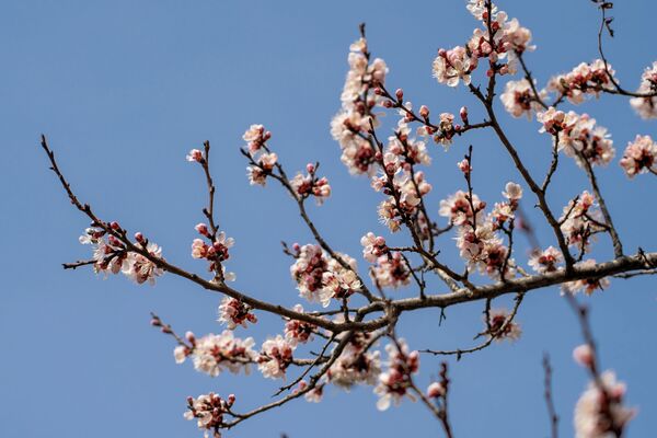 Весна в Алматы. Расцвели яблони - Sputnik Казахстан