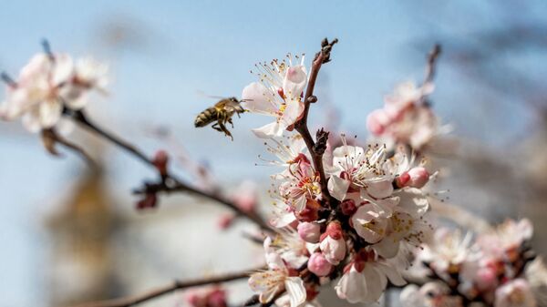 Весна в Алматы. Расцвели яблони - Sputnik Қазақстан