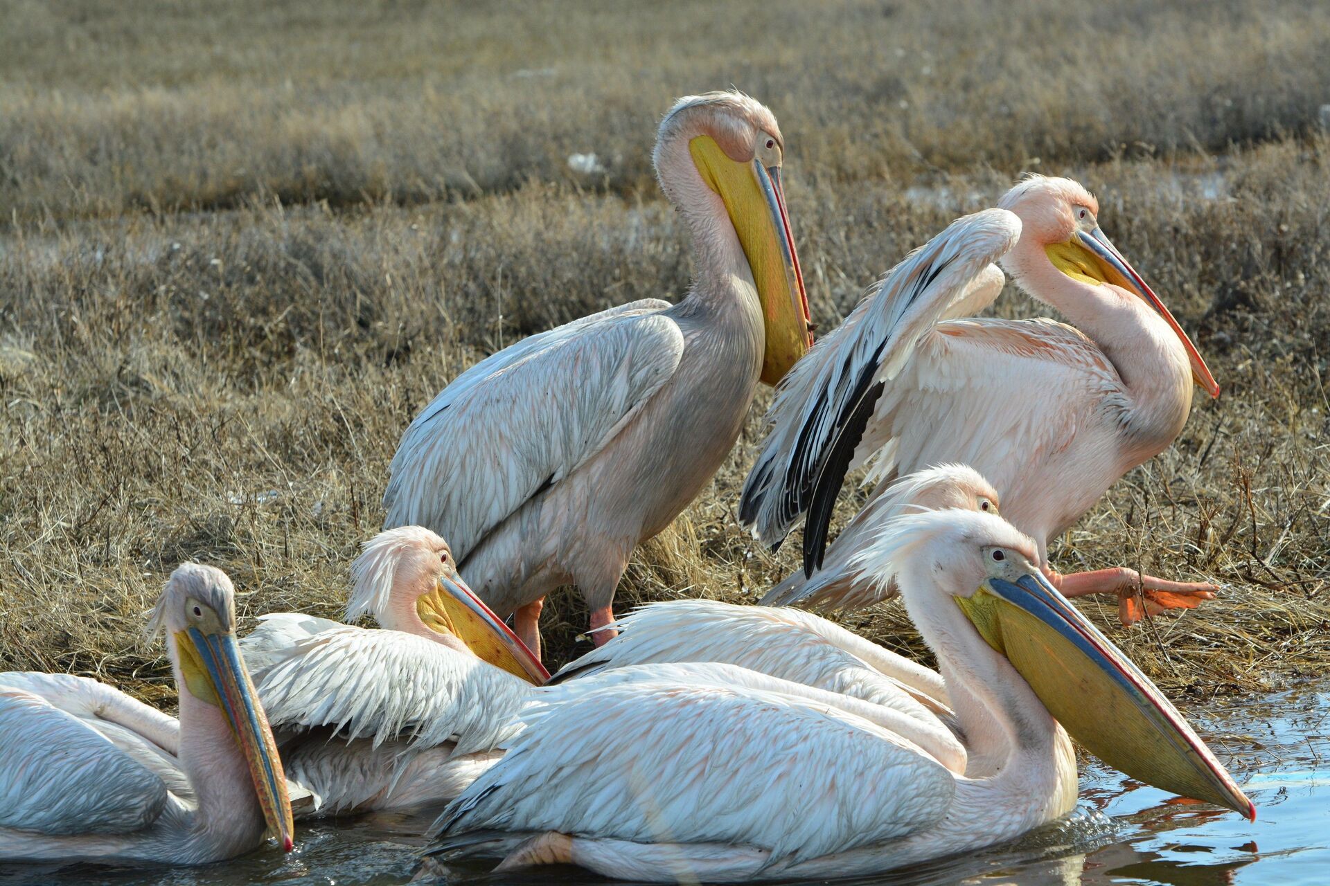 Почти 100 килограммов рыбы собрали для спасения голодающих пеликанов на севере Казахстана - Sputnik Казахстан, 1920, 12.04.2021