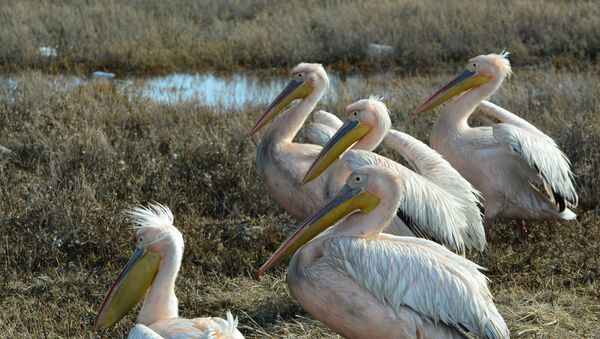 Розовые пеликаны появились в селе Смирново Северо-Казахстанской области - Sputnik Казахстан