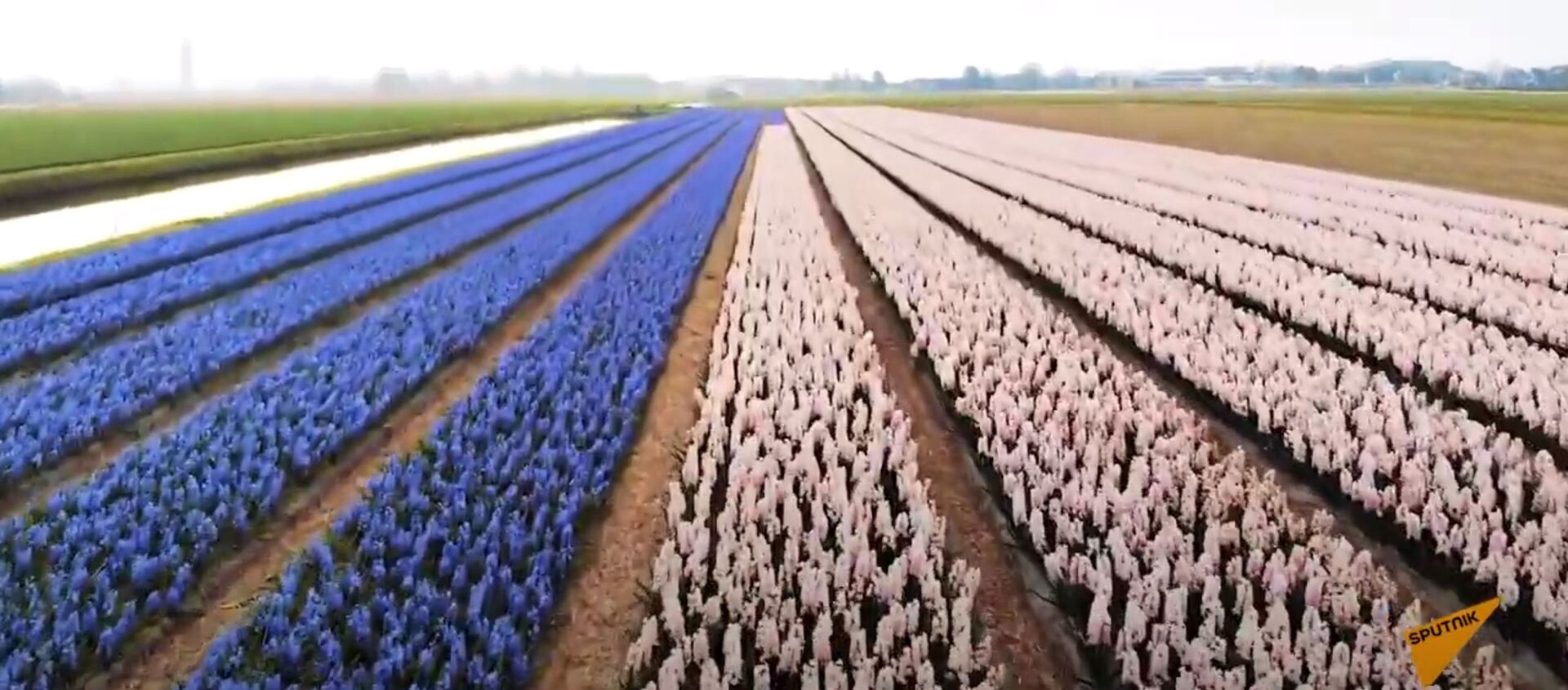 Миллионы цветов распустились в Нидерландах - видео - Sputnik Казахстан, 1920, 20.04.2021