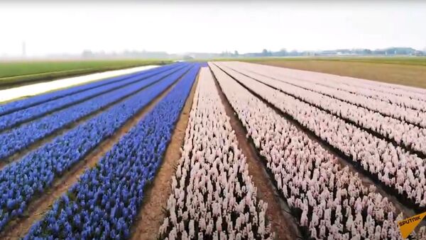 Миллионы цветов распустились в Нидерландах - видео - Sputnik Қазақстан