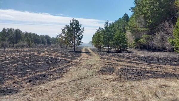 Последствия лесного пожара в Павлодарской области - Sputnik Казахстан