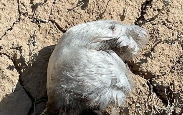На месте крушения самолета Су-30СМ обнаружили десятки фрагментов тушек погибших птиц - Sputnik Казахстан