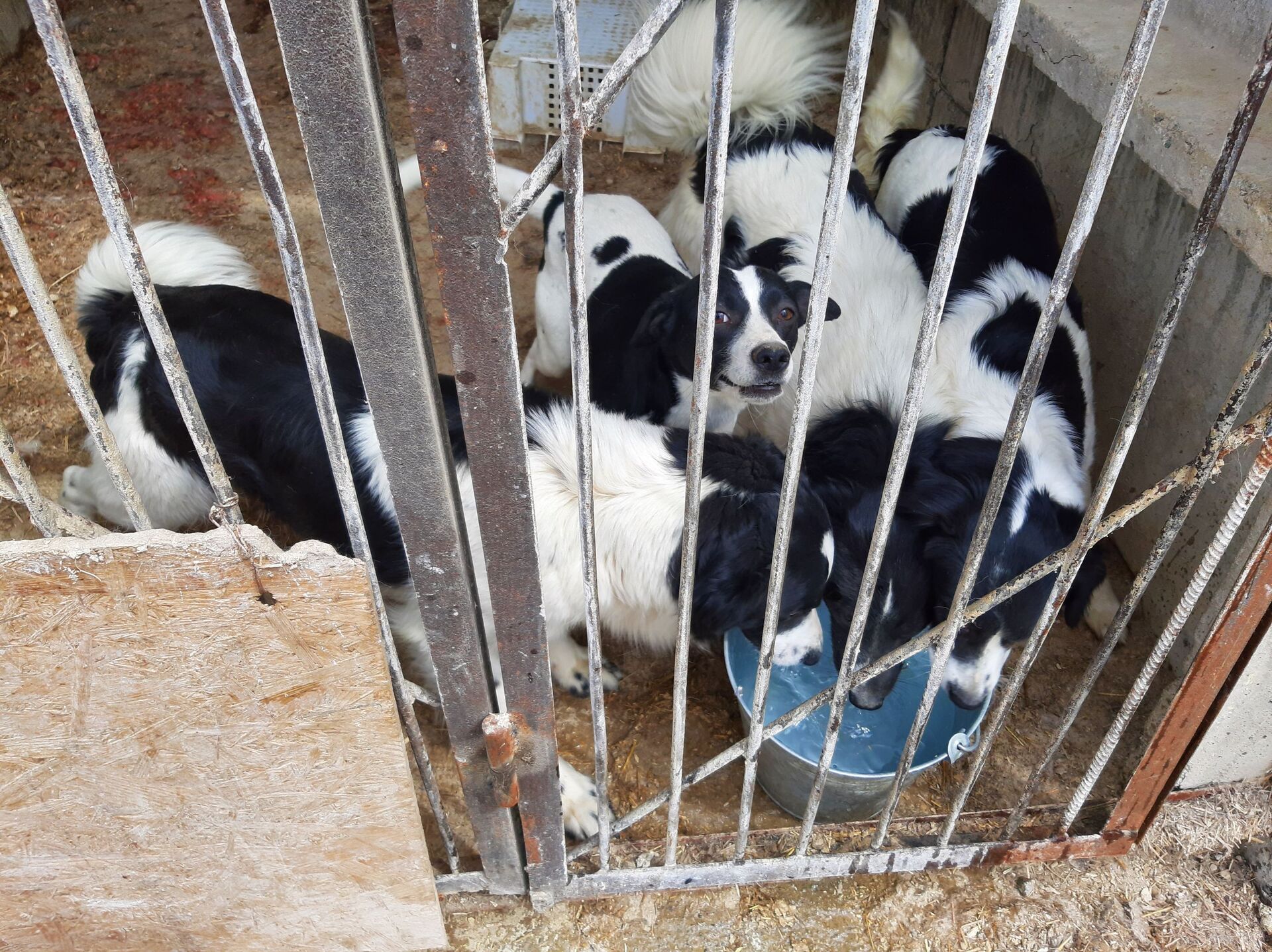 Хозяйство Рамзана: зачем алматинец приютил более 350 собак, обреченных на смерть - Sputnik Казахстан, 1920, 22.04.2021