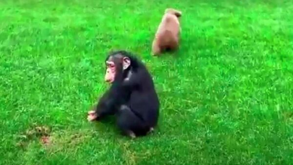  Медвежонок и шимпанзе стали лучшими друзьями - видео - Sputnik Казахстан