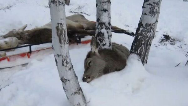 В заказнике Северо-Казахстанской области массово гибнут косули, олени и кабаны - Sputnik Казахстан