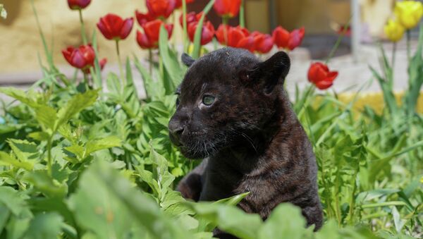 Новорожденного котенка черного ягуара показали в Алматинском зоопарке - видео - Sputnik Қазақстан