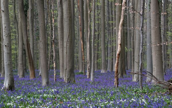 Синий лес Халлербос в Бельгии с цветущими гиацинтами - Sputnik Қазақстан