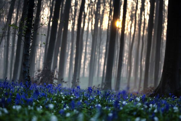 Синий лес Халлербос в Бельгии с цветущими гиацинтами - Sputnik Казахстан