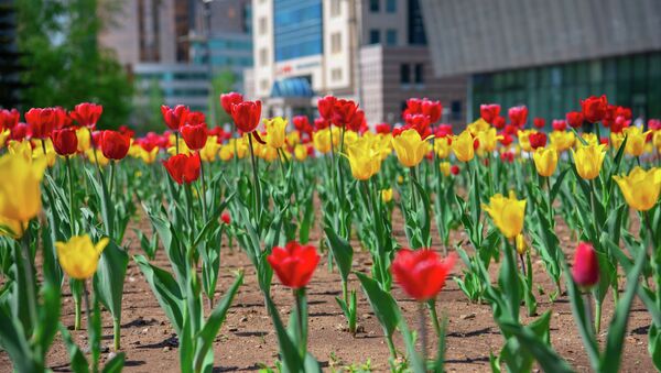 Цветущие тюльпаны - Sputnik Казахстан
