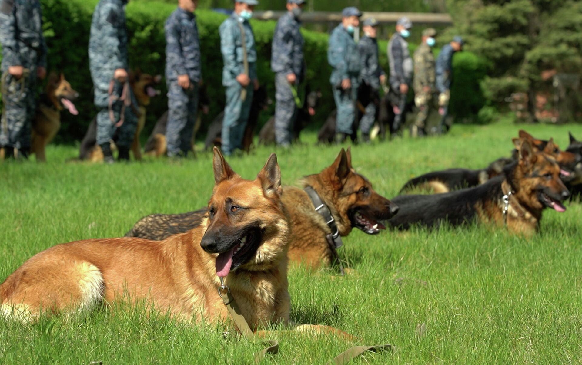 Почему в казахстанской полиции никогда не откажутся от служебных собак