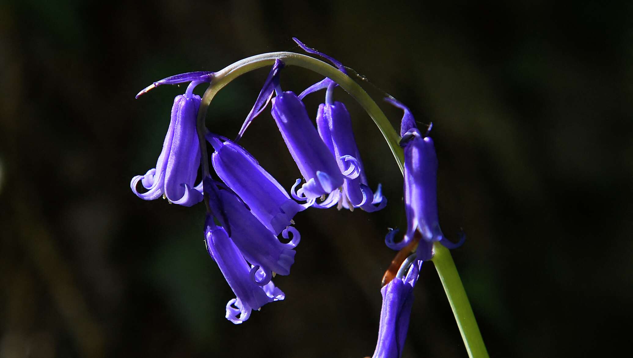 Жігіттер порно түсіріп жатқан әйелді ұстады.