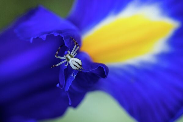 Паучок на синем цветке ириса  - Sputnik Казахстан