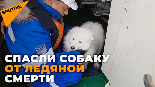 Как экипаж ледокола спас собаку, потерявшуюся во льдах - Sputnik Казахстан