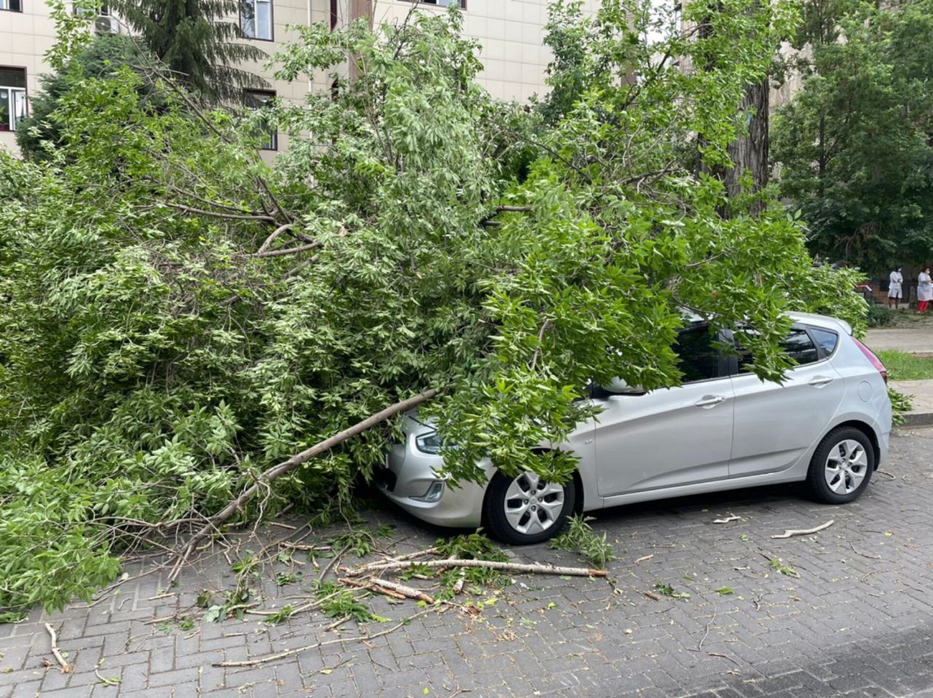 Сломанное сильным ветром дерево упало на припаркованную во дворе машину в Алматы - Sputnik Казахстан, 1920, 05.06.2022