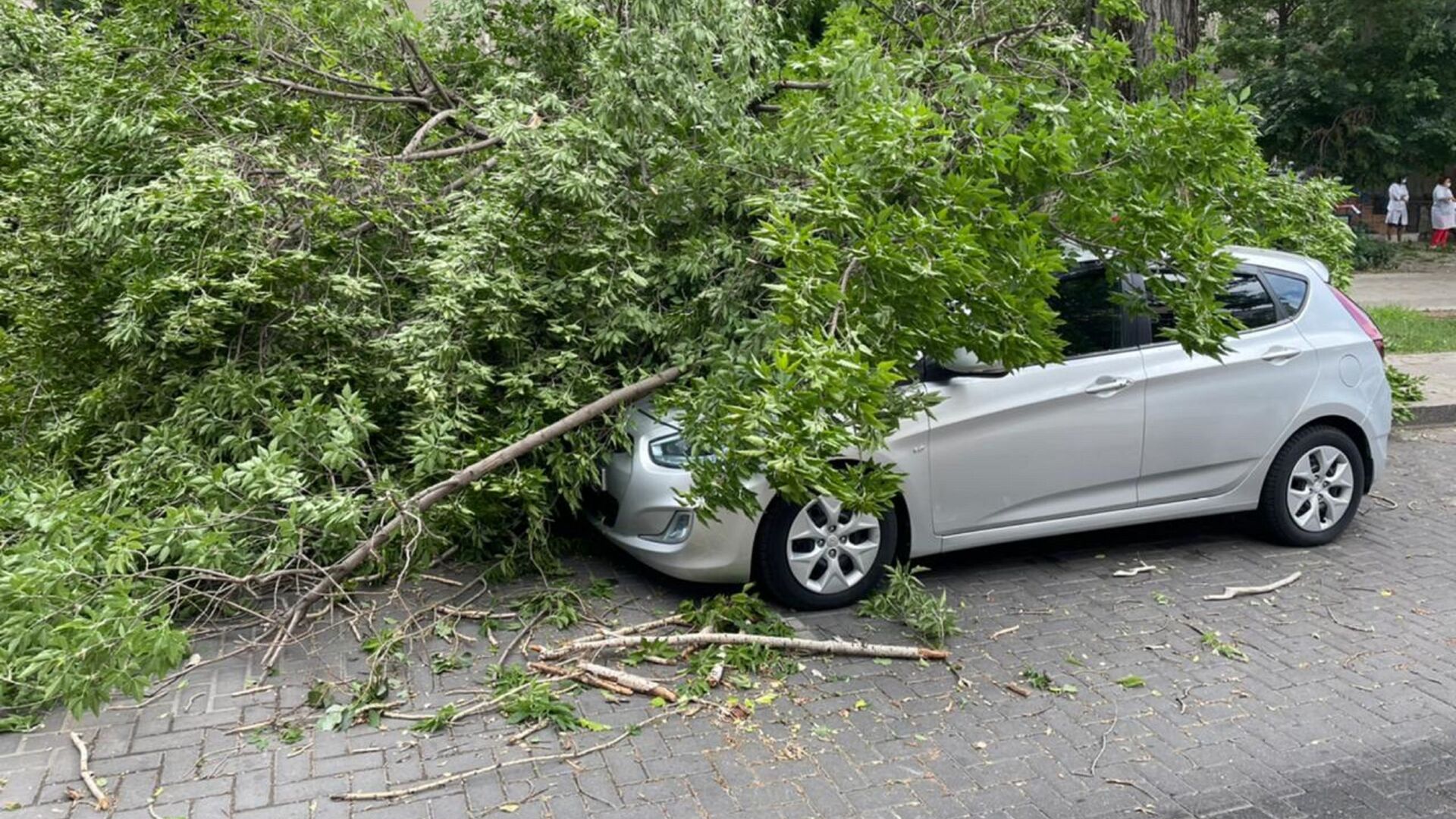 Сломанное сильным ветром дерево упало на припаркованную во дворе машину в Алматы - Sputnik Казахстан, 1920, 04.06.2021