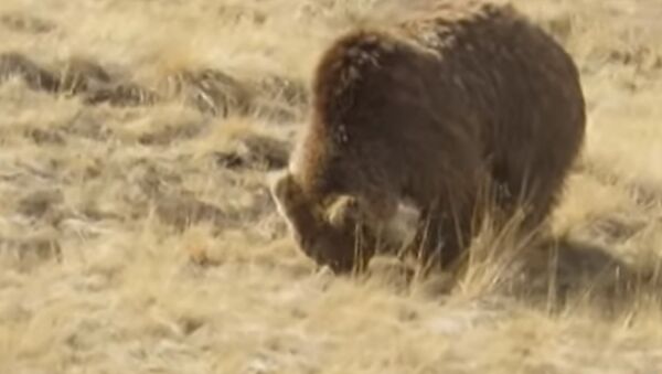 Медведь охотится на сурка  - Sputnik Казахстан