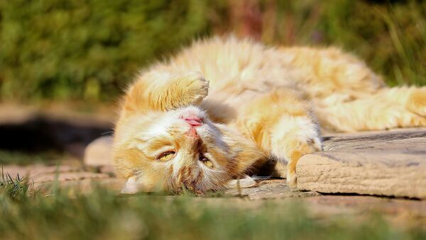 Кошка нежится на солнце - Sputnik Казахстан