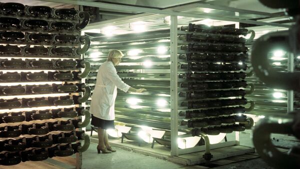 В цехе по приготовлению хлореллы, архивное фото - Sputnik Казахстан