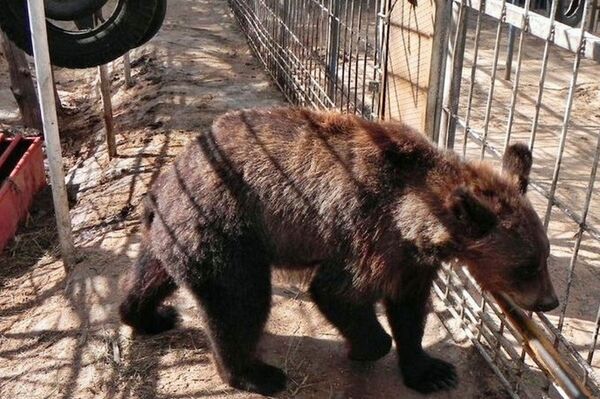 Медведь в зоне отдыха Абакшино в Северо-Казхстанской области  - Sputnik Казахстан