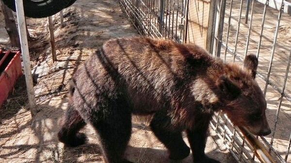 Медведь в зоне отдыха Абакшино в Северо-Казхстанской области  - Sputnik Казахстан
