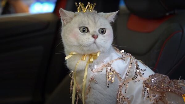 Кошка зарабатывает до 1500 тысяч долларов за рекламу машин - видео - Sputnik Қазақстан