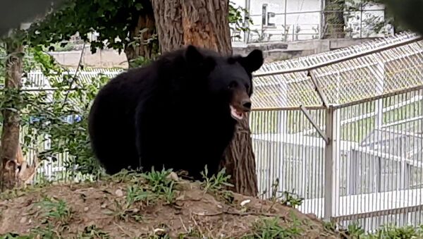 Романтическая история гималайских медведей в Алматинском зоопарке: знакомство - видео - Sputnik Казахстан
