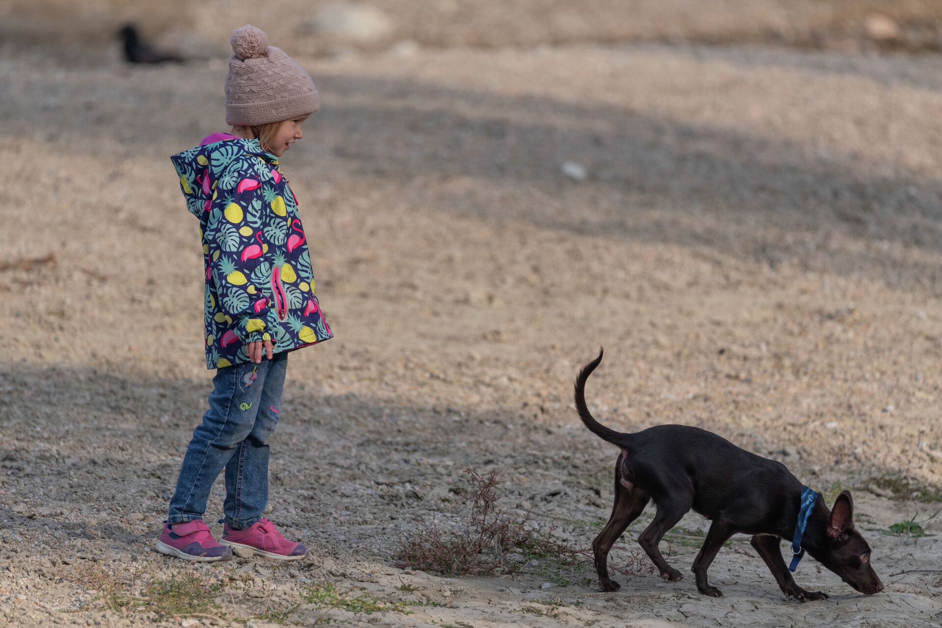 Акимат запретил алматинцам выгуливать собак в парке Республики, не предложив вариантов - Sputnik Казахстан, 1920, 17.06.2021