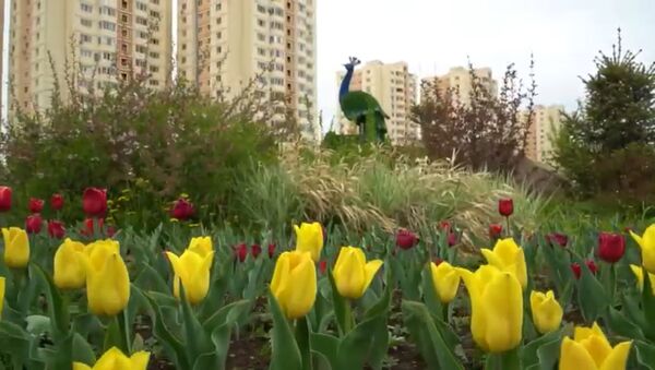 Как цветут тюльпаны в Нур-Султане - Sputnik Казахстан