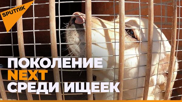 Как растят будущих следопытов: ясли для служебных собак - видео - Sputnik Казахстан