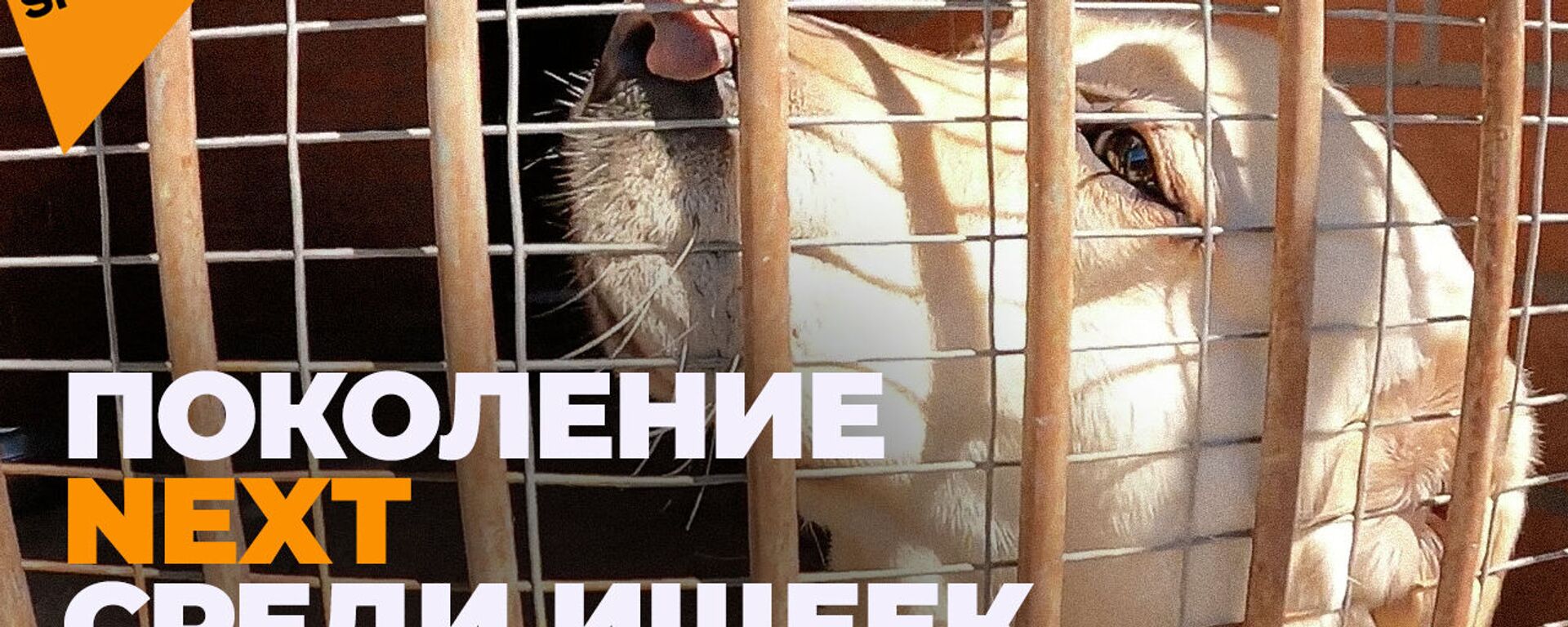 Как растят будущих следопытов: ясли для служебных собак - видео Как растят будущих следопытов: ясли для служебных собак - видео - Sputnik Казахстан, 1920, 27.06.2021