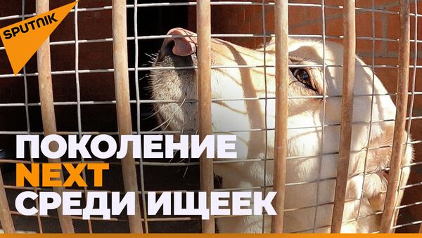 Как растят будущих следопытов: ясли для служебных собак - видео - Sputnik Казахстан