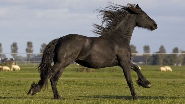 Черная лошадь - Sputnik Қазақстан