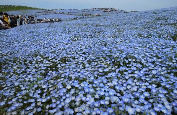 Люди гуляют по полям цветущих голубых немофил  - Sputnik Казахстан