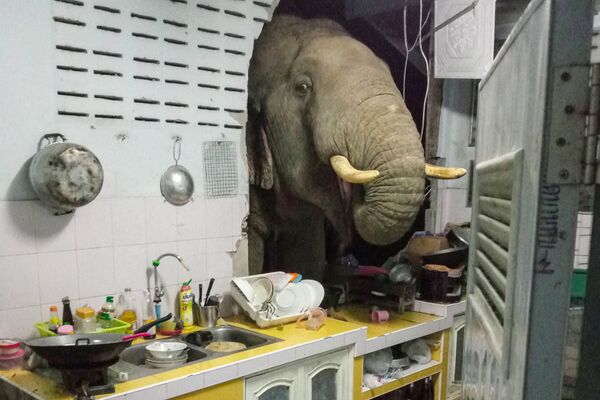 Пробивший стену жилого дома слон в Таиланде - Sputnik Казахстан