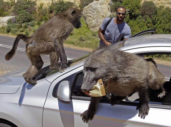 Туристы из Монреаля подверглись нападению бабуинов на свою машину в Миллерс-Пойнт на окраине Кейптауна, Южная Африка - Sputnik Казахстан