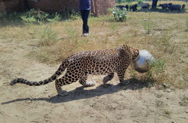 Леопард, застрявший головой в горшке, Индия - Sputnik Казахстан