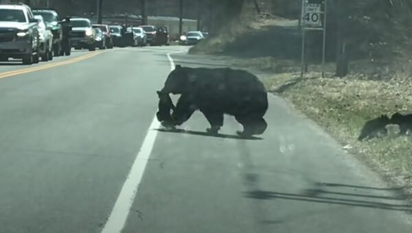Медведица переводит медвежат через дорогу - видео - Sputnik Қазақстан