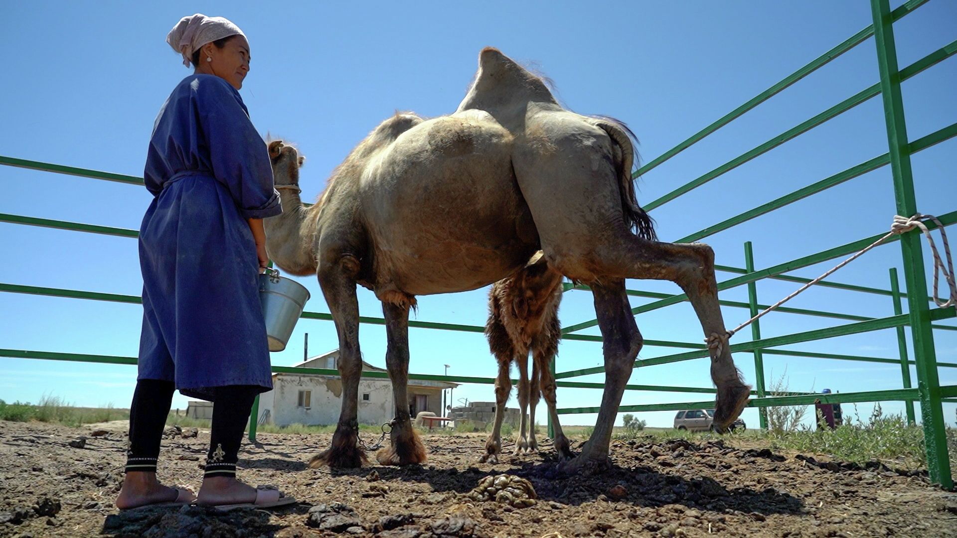 Реки шубата: путешествие на верблюжью ферму в Казахстане - Sputnik Казахстан, 1920, 30.06.2021
