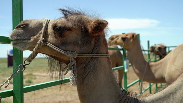Верблюжья ферма, архивное фото - Sputnik Казахстан