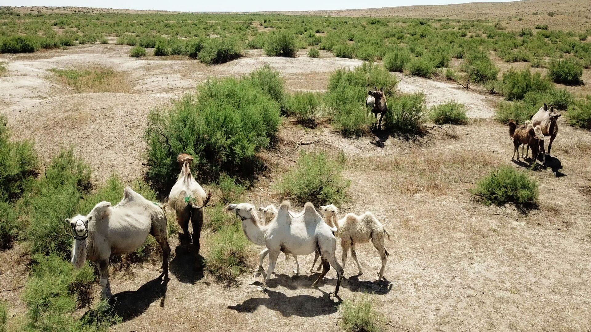 Реки шубата: путешествие на верблюжью ферму в Казахстане - Sputnik Казахстан, 1920, 30.06.2021
