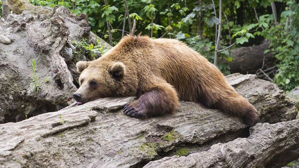 Медведь - Sputnik Казахстан
