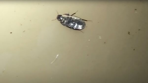 Необычные жуки ходят по воде вверх ногами - видео - Sputnik Казахстан