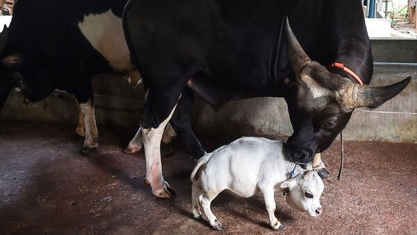 Самая маленькая корова в мире живет в Бангладеш - Sputnik Казахстан