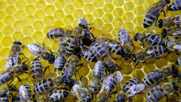 Пчелы на пасеке  - Sputnik Казахстан