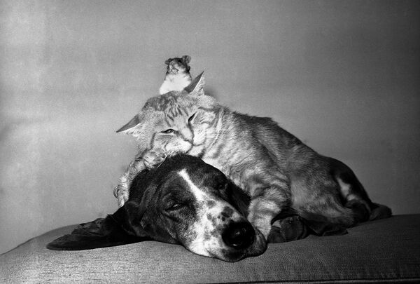 Кошка, собака и хомяк в Сан-Вэлли, Калифорния - Sputnik Казахстан